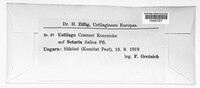 Ustilago crameri image